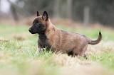 MALINOIS 852